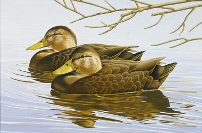 Blackducks