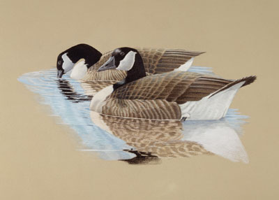 Geese in Water