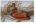 Cinnamon Teal