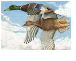 Mallard's