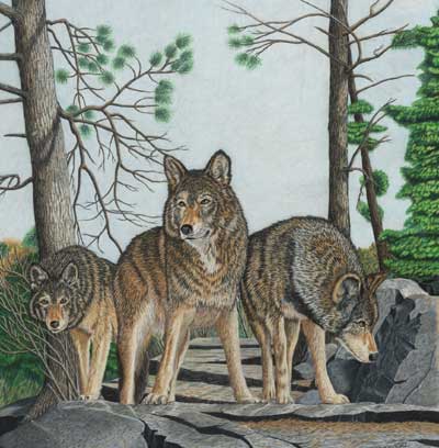 Wolves Near Rocks