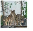 Wolves Near Rocks